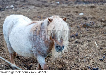 Pony Horse In The Stable Close-up In A Sunny Day In Estonia