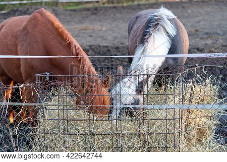 Brown And Gray Horses In The Stable Close-up In A Sunny Day In Estonia