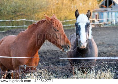 Brown And Gray Horses In The Stable Close-up In A Sunny Day In Estonia