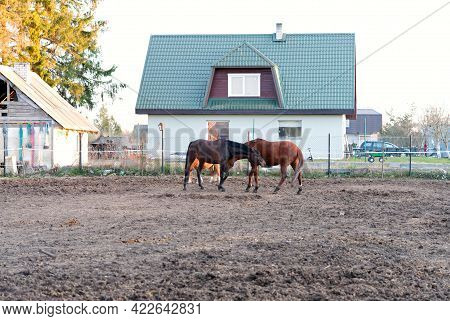 Brown Horses In The Stable Close-up In A Sunny Day In Estonia