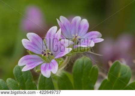Doves Foot Cranesbill (geranium Molle)