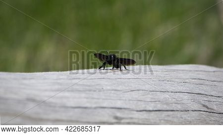 Xylocopa Violacea. Black Xylocopa Isolated On Light Background. Bee Carpenter Purple. Sitting On A W