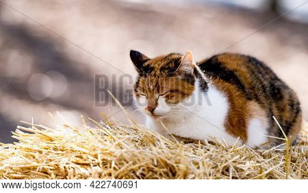 Adorable three colors cat lying on hay and sleeping on the nature