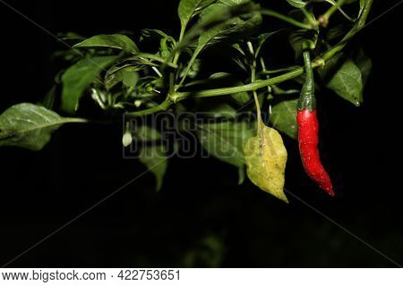 Red Colored Hot Chili On Tree