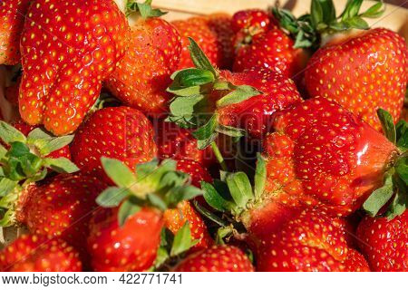 A Close-up Of An Irregularly Shaped Homemade Strawberry. Juicy Ripe Strawberries.