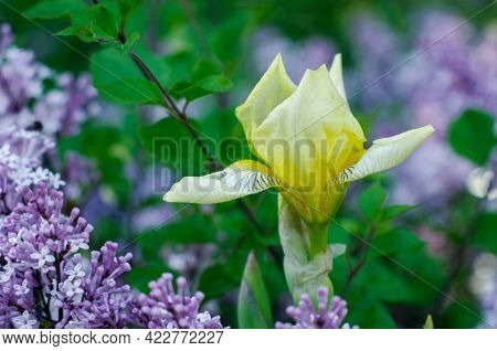 Yellow Lily, Lilak Meyera