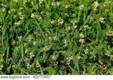 Closeup On The Ground Covering Creeping Plant  A Common Birdsfoot, Ornithopus Perpusillus With It's 