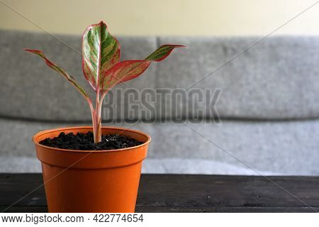 Aglaonema Red Lipstick Or Chinese Evergreen Plant Or Aglaonema Siam Aurora Can Be Used As Decoration