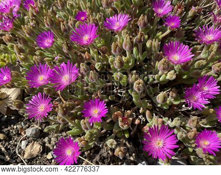 Blut Ice Plant (delosperma Ashtonii, Harriet Margaret Louisa Bolus) - The Carpet Weed Family Or Die 