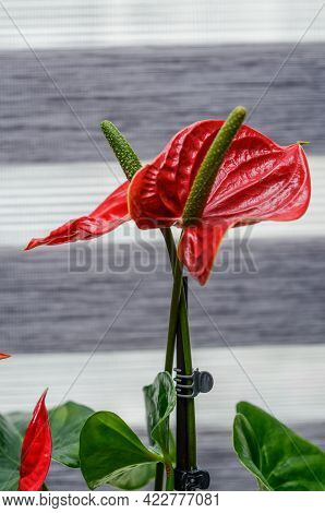 Anthurium Schott