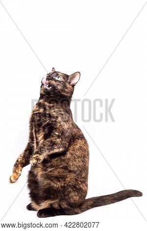 Mottled Tortoiseshell Cat Sits Comically On Its Hind Legs, Raised Its Front Paws And Licks Its Lips.