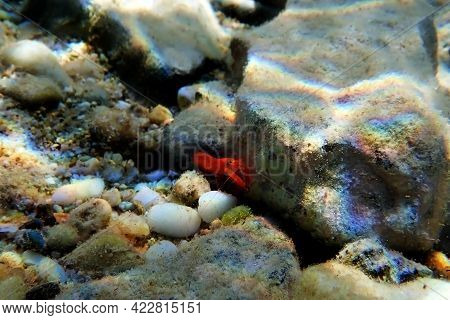 Red pistol snapping shrimp - Alpheus macrocheles