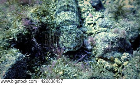 Underwater Photo Of A Lizard Fish. From A Scuba Dive At The Canary Islands In The Atlantic Ocean - S