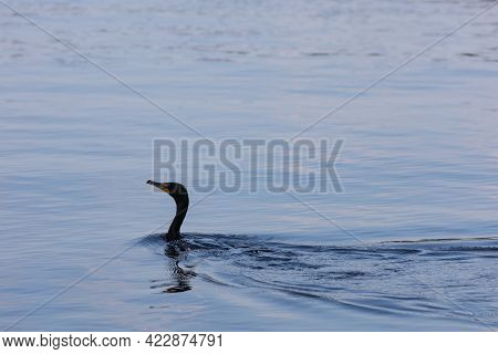 A Double-crested Cormorant (phalacrocorax Auritus) Is Swimming Across The Blue Surface Of The Ottawa