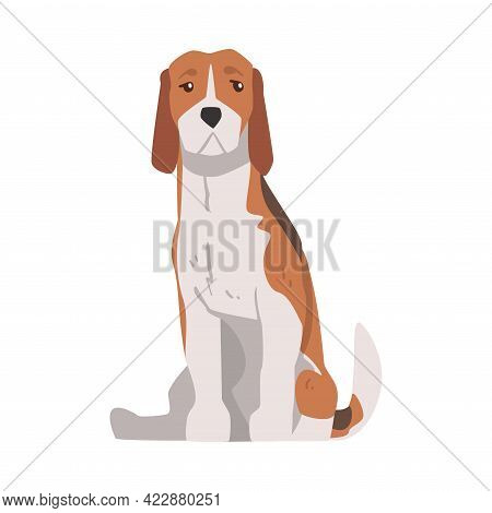 Sitting Beagle Dog Pet Animal, Hunting Dog With Brown White Coat And Long Ears Beagle Cartoon Vector