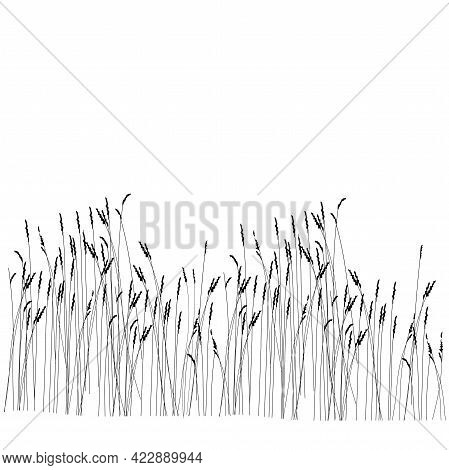 Vector Stock Illustration Of Meadow Grasses. Pattern Of Wild Flowers. Ears Of Corn Close-up For The 