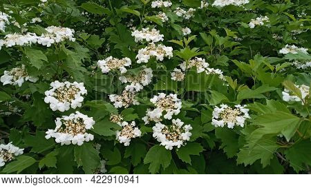 Kalina Flowers. Viburnum Opulus In Russia The Viburnum Fruit Is Called Kalina And Is Considered A Na