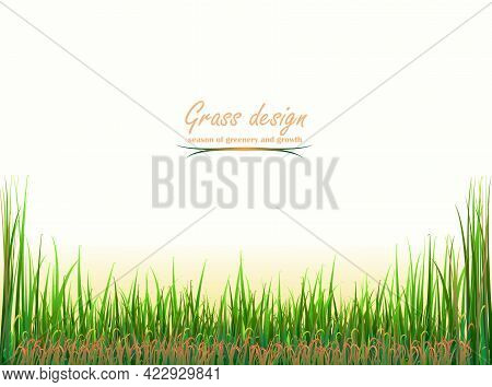 Various Shades Of Grass, Green And Soft Brown. Thick Grass With Panicles Of Different Heights