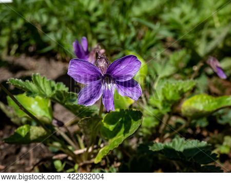 Macro Shot Of Single Purple Flower Of Swamp Violet (viola Uliginosa) Among Green Leaves