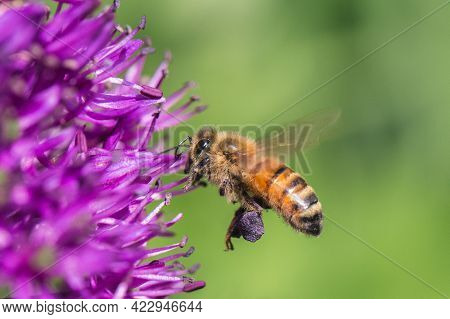 A Honey Bee In Flight And Gathering Pollen From A Purple Allium Flower In Pollen Sacs