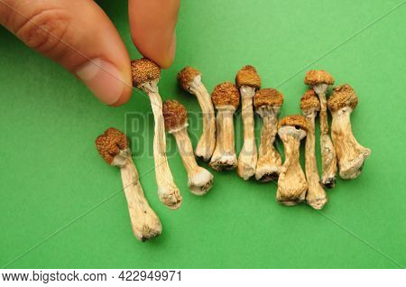 Psilocybe Cubensis Mushrooms In Man's Hand On Green Background. Psilocybin Psychedelic Magic Mushroo