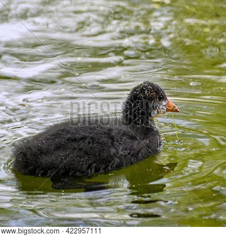 Adult And Young Coot In Lake Park