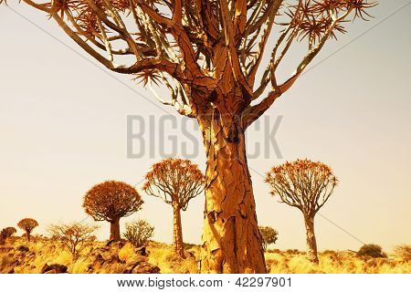 ต้นไม้ quiver ในนามิเบีย แอฟริกา