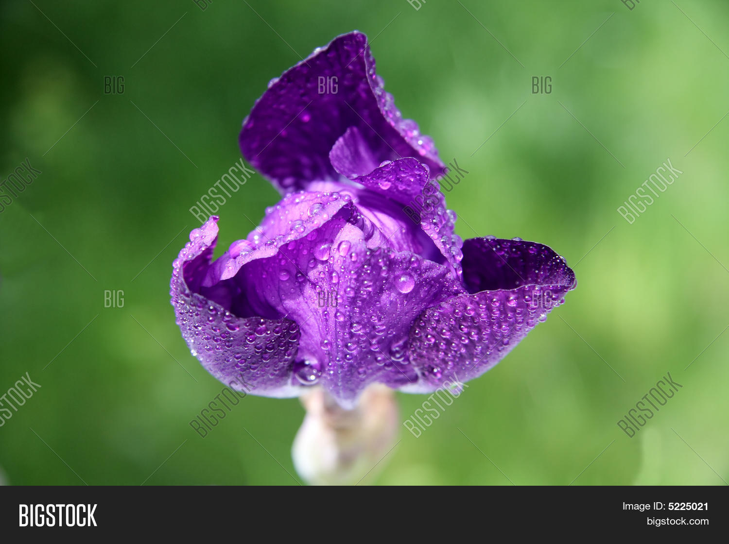 Image Preview