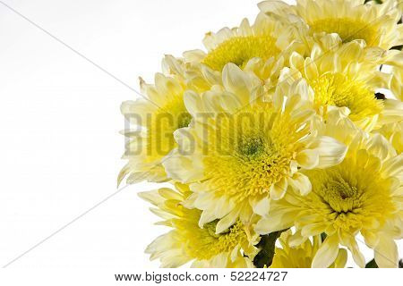 Chrysanthemum Is Bunched. Open Composition
