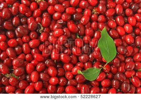 Cornelian Cherries (Cornus mas)