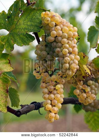 Ripe Chenin Grape, Savenniere, France