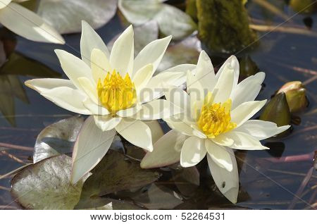 Dwarf Yellow Water-lily