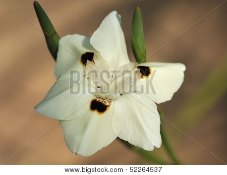 African Iris