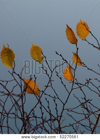 Autumn leaves