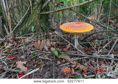 Colorful Fly Agaric Mushroom
