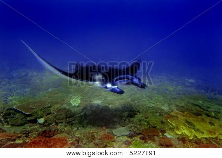 Manta Ray