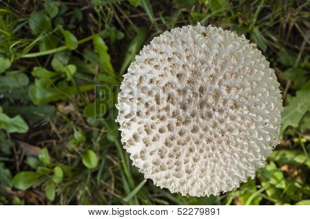 Amanita Vittadinii Mushroom