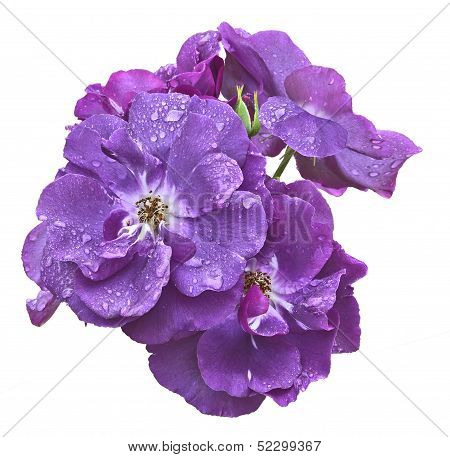 Bunch Of Violet Roses Isolated