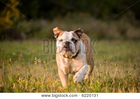 Bulldog kör