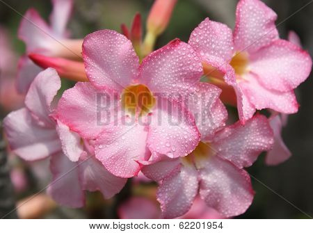 Adenium obesum flower