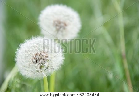 dandelion seed