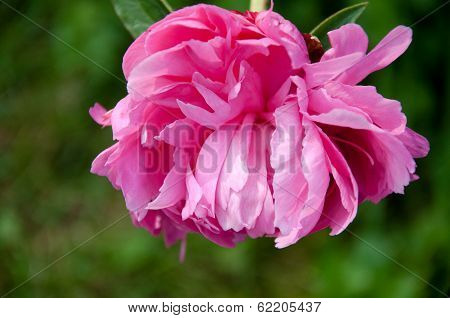 bright pink flower
