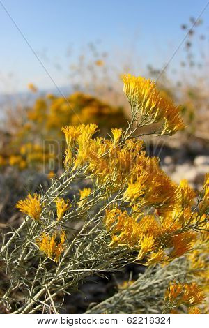 Wind Blown Flowers