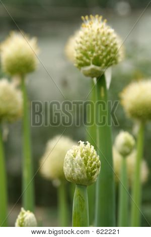 Cibule květin
