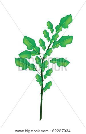 A Fresh Kaffir Lime Plant On White Background