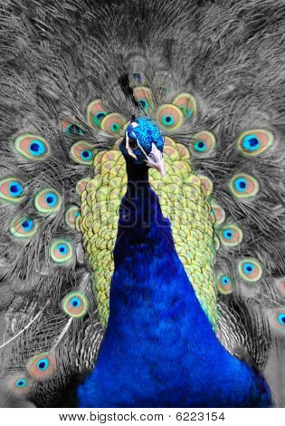 pavo real