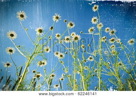 Daisy Flowers.