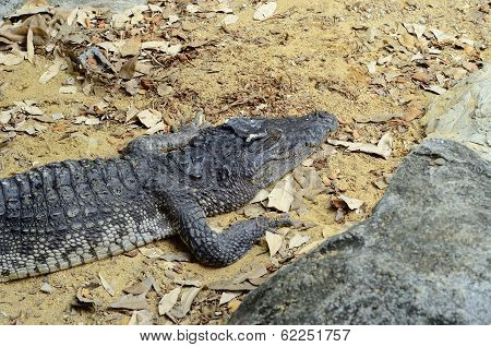 Siamese Crocodile