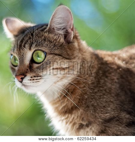 Tabby cat with green eyes