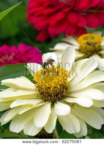 Bee And White Flower